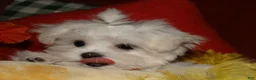 Maltese dogs for sale: Mable - Ad 4