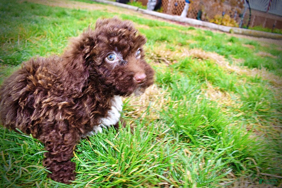 Havapoo dogs for sale: Muppet - Ad 14