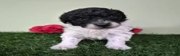 Miniature Poodle dogs for sale: Cooper - Ad 3