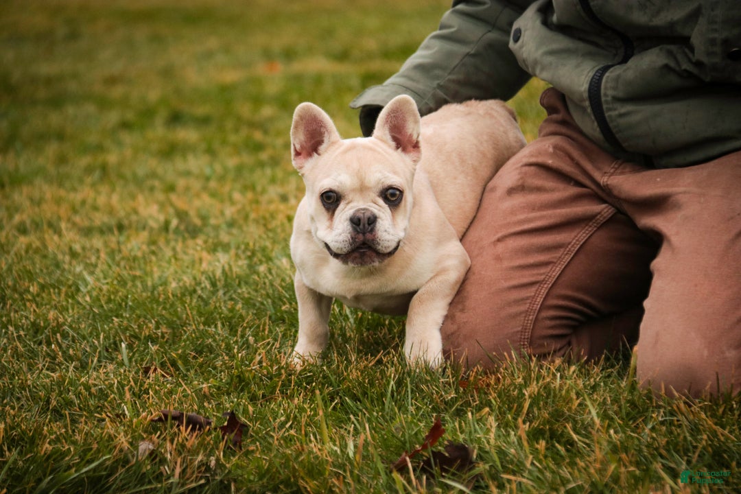 French Bulldog dogs for sale: Addie - Ad 7
