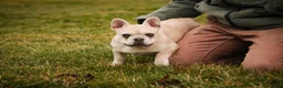 French Bulldog dogs for sale: Addie - Ad 7