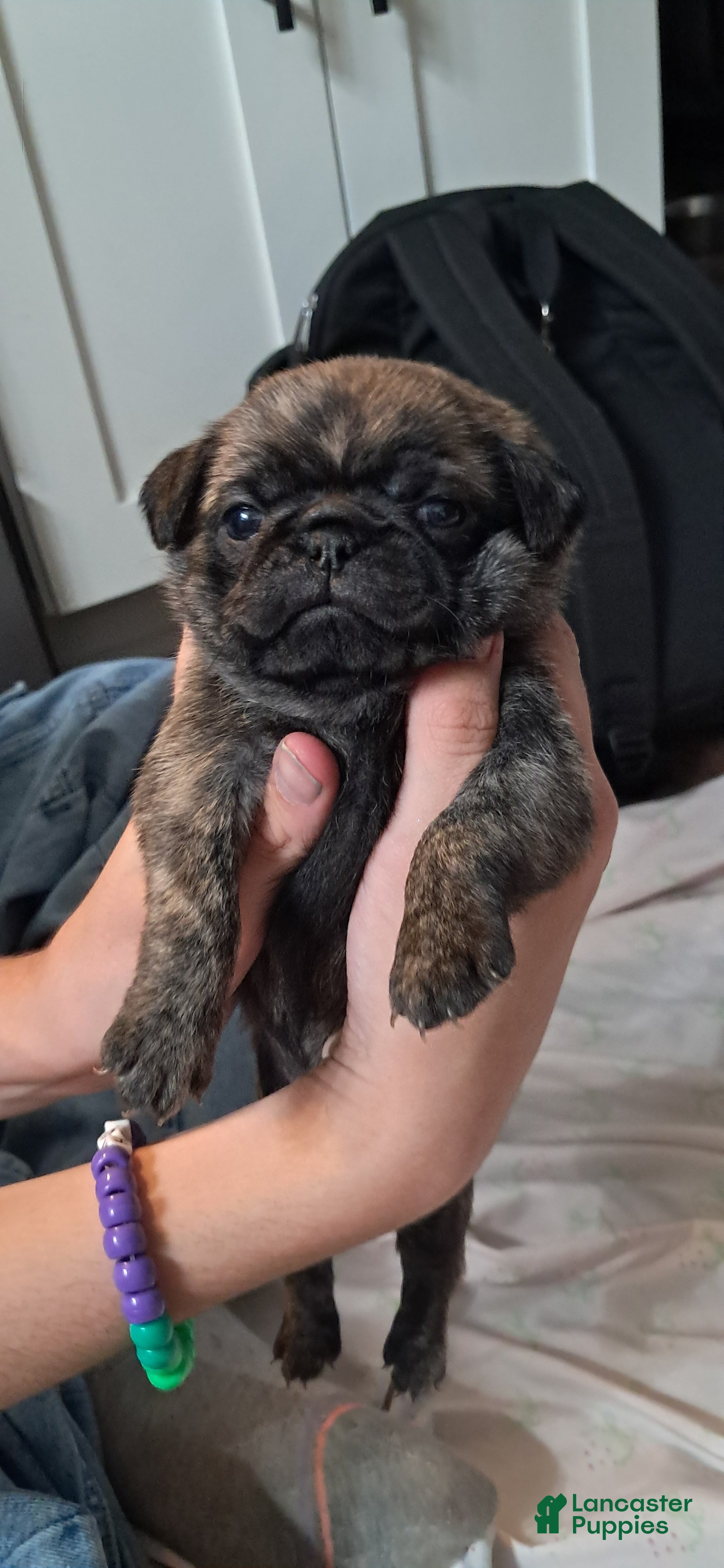 Pug dogs for sale: Pug 4 - Ad 1