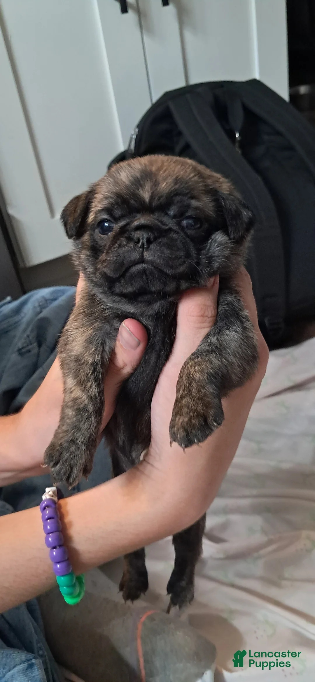 Pug dogs for sale: Pug 4 - Ad 1