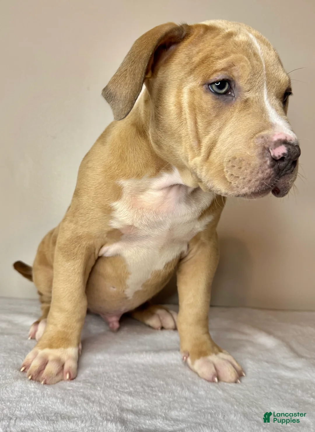 American Bully dogs for sale: American Bully Puppy 4 - Ad 3