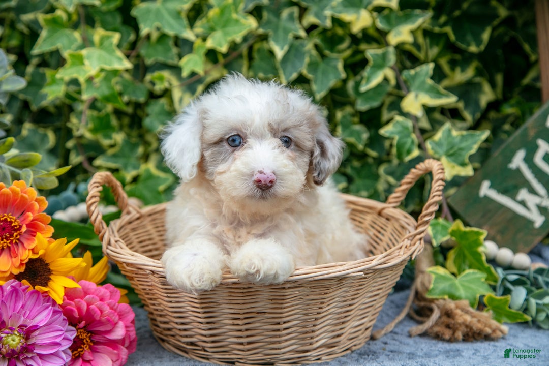 Miniature Poodle dogs for sale: Cookie - Ad 3