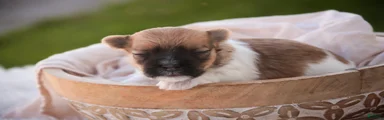 Muffin Havanese 