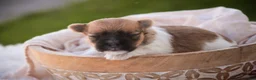 Havanese dogs for sale: Muffin Havanese  - Ad 1