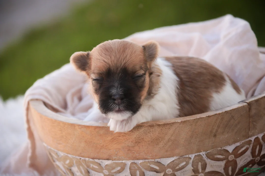 Havanese dogs for sale: Muffin Havanese  - Ad 1