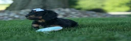 Miniature Dachshund dogs for sale: Harley  🦴🐶 - Ad 7