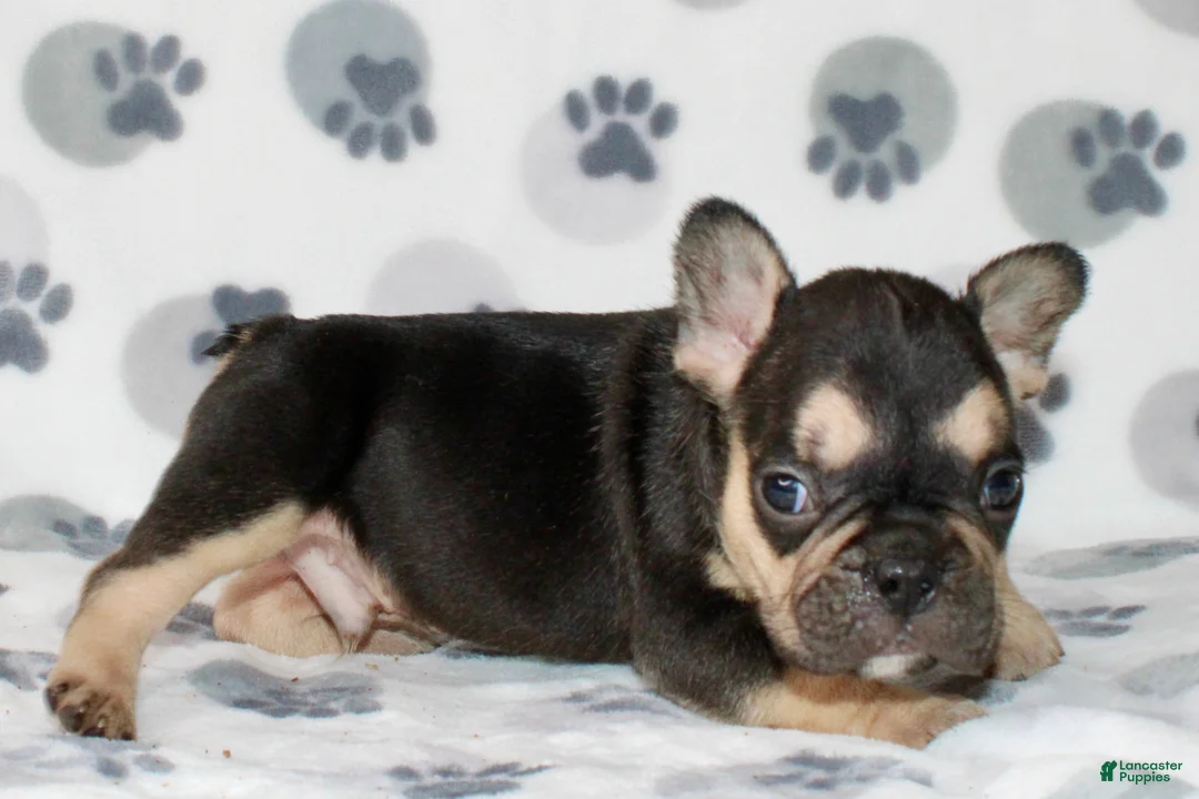 French Bulldog dogs for sale: Ace - Ad 3