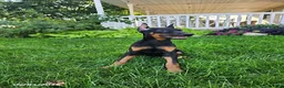 Doberman Pinscher dogs for sale: Kayla - Ad 7
