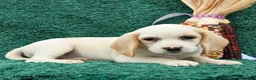 Beagle dogs for sale: Meg - Ad 3
