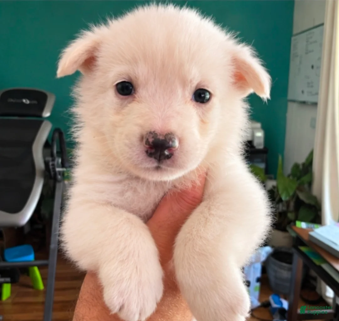 German Shepherd dogs for sale: German Shepherd 3 - Ad 1