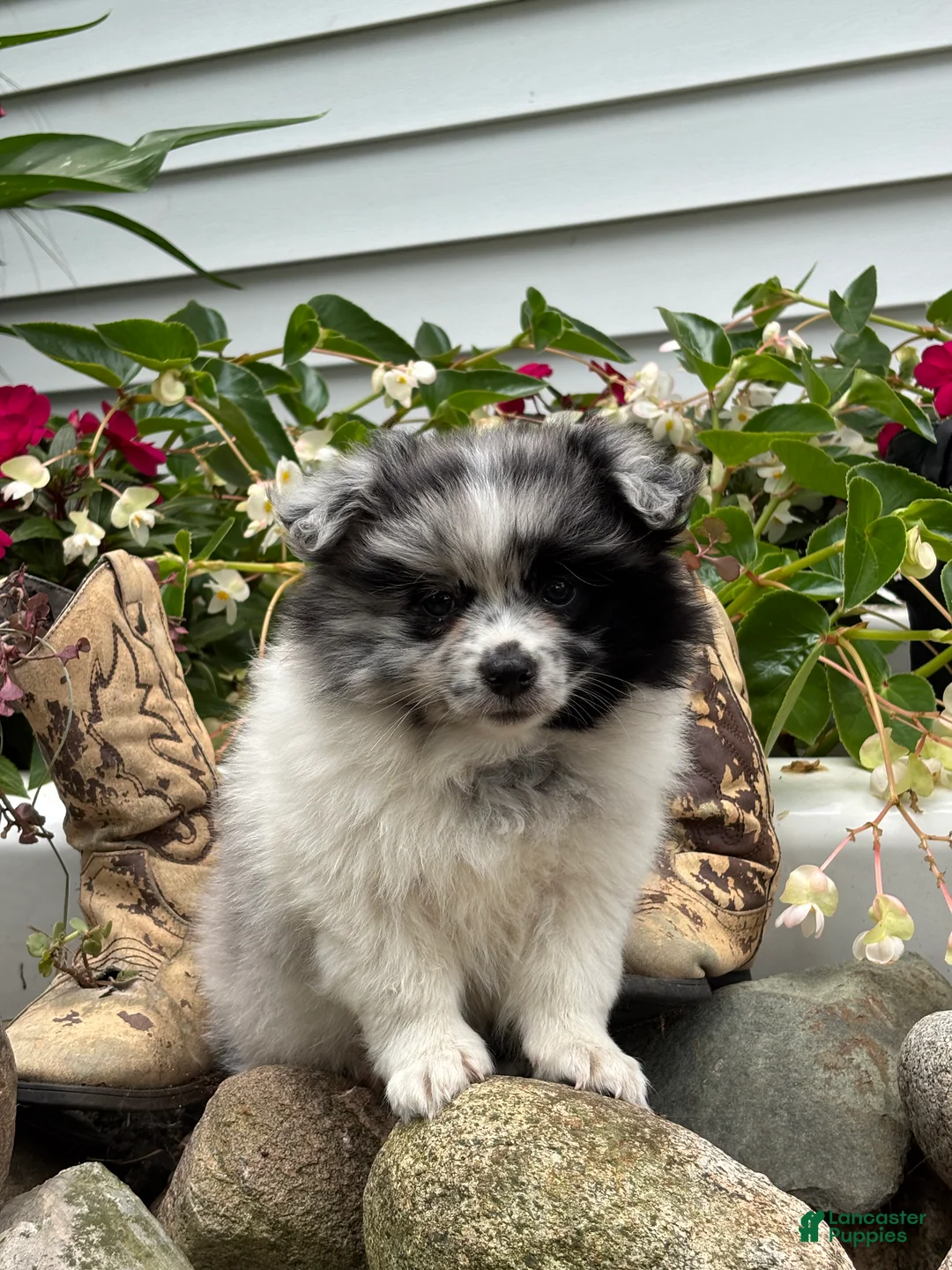 Pomeranian dogs for sale: Buster  - Ad 2