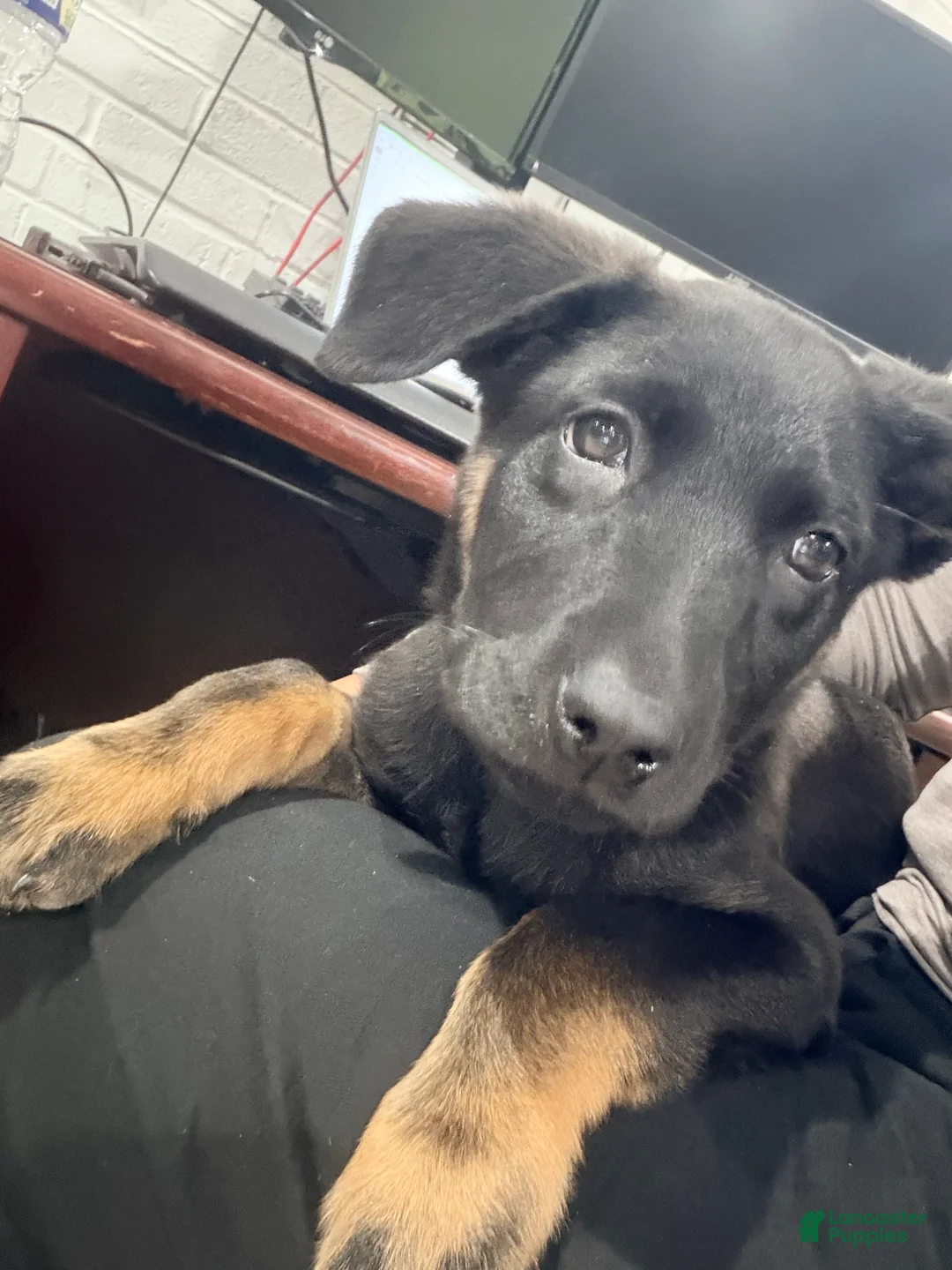 Mixed Breed dogs for sale: Mixed Breed Puppy 1 - Ad 3