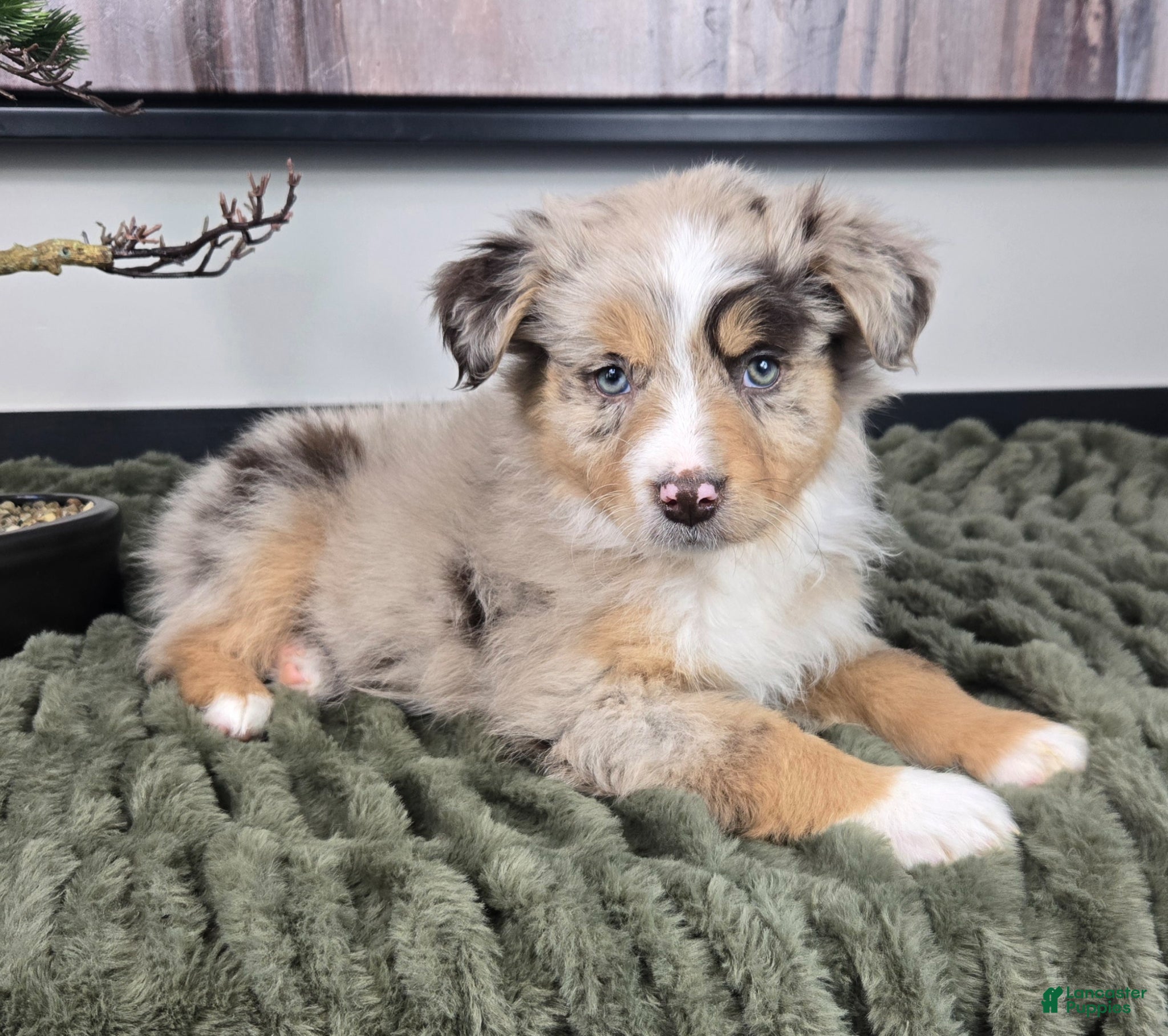 Miniature Australian Shepherd dogs Sally - Ad 2