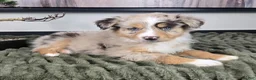 Miniature Australian Shepherd dogs for sale: Sally - Ad 2