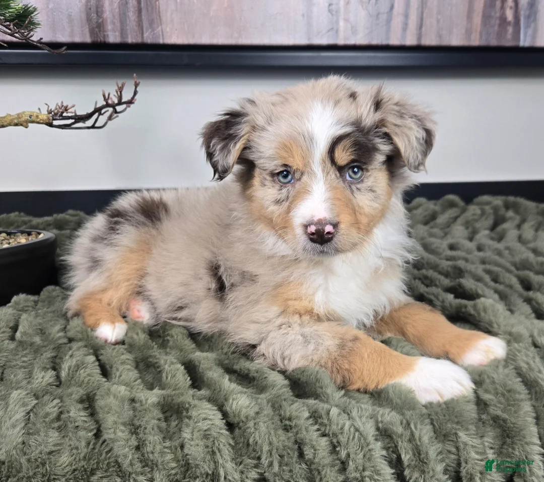Miniature Australian Shepherd dogs for sale: Sally - Ad 2