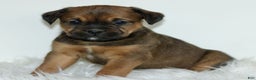 Mixed Breed dogs for sale: Daisy  - Ad 2
