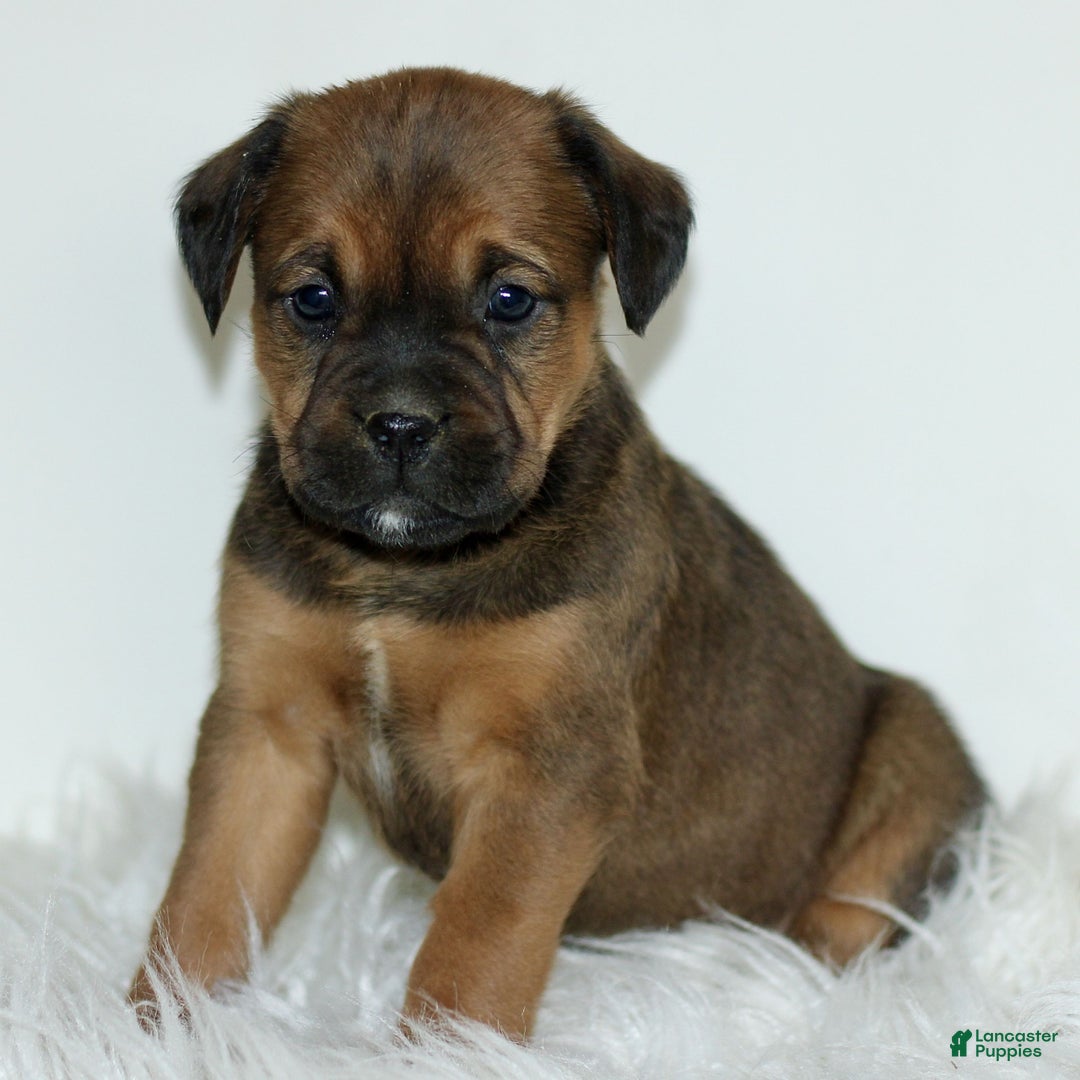 Mixed Breed dogs for sale: Daisy  - Ad 2