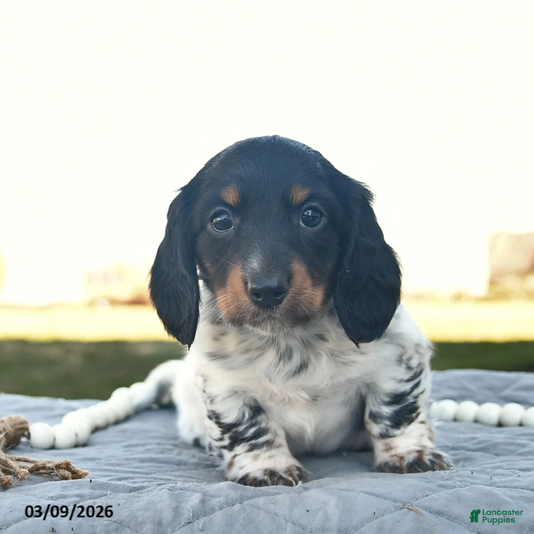 Miniature Dachshund dogs for sale: Pogo  - Ad 2