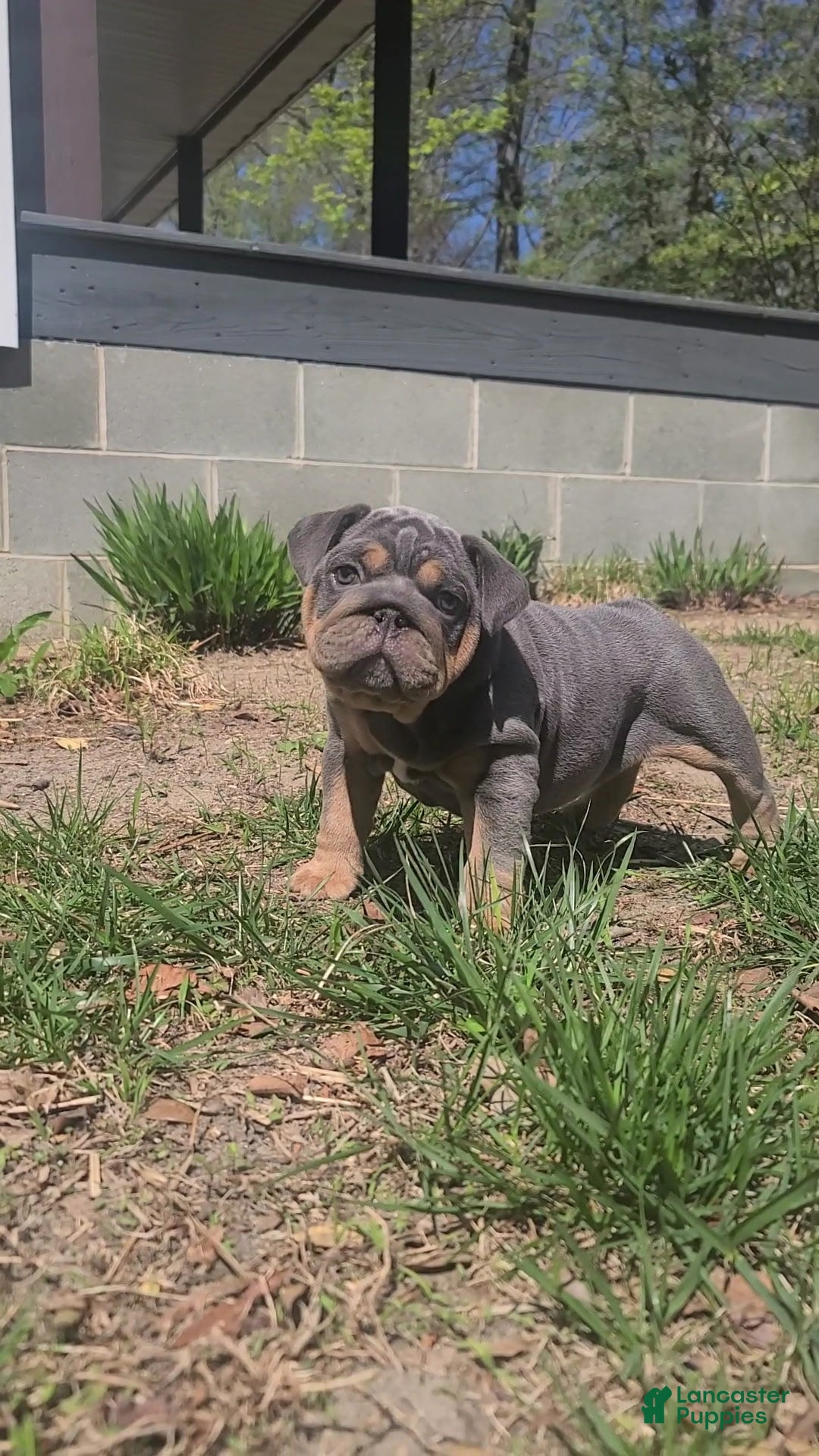 English Bulldog dogs English Bulldog Puppy 1 - Ad 1