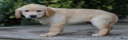 Golden Retriever dogs for sale: Ansel ACA Golden Retriever Pup - Ad 5