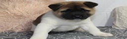 Akita dogs for sale: Dolley - Ad 24