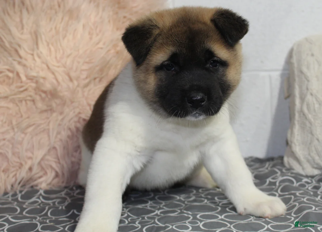 Akita dogs for sale: Ranger - Ad 25