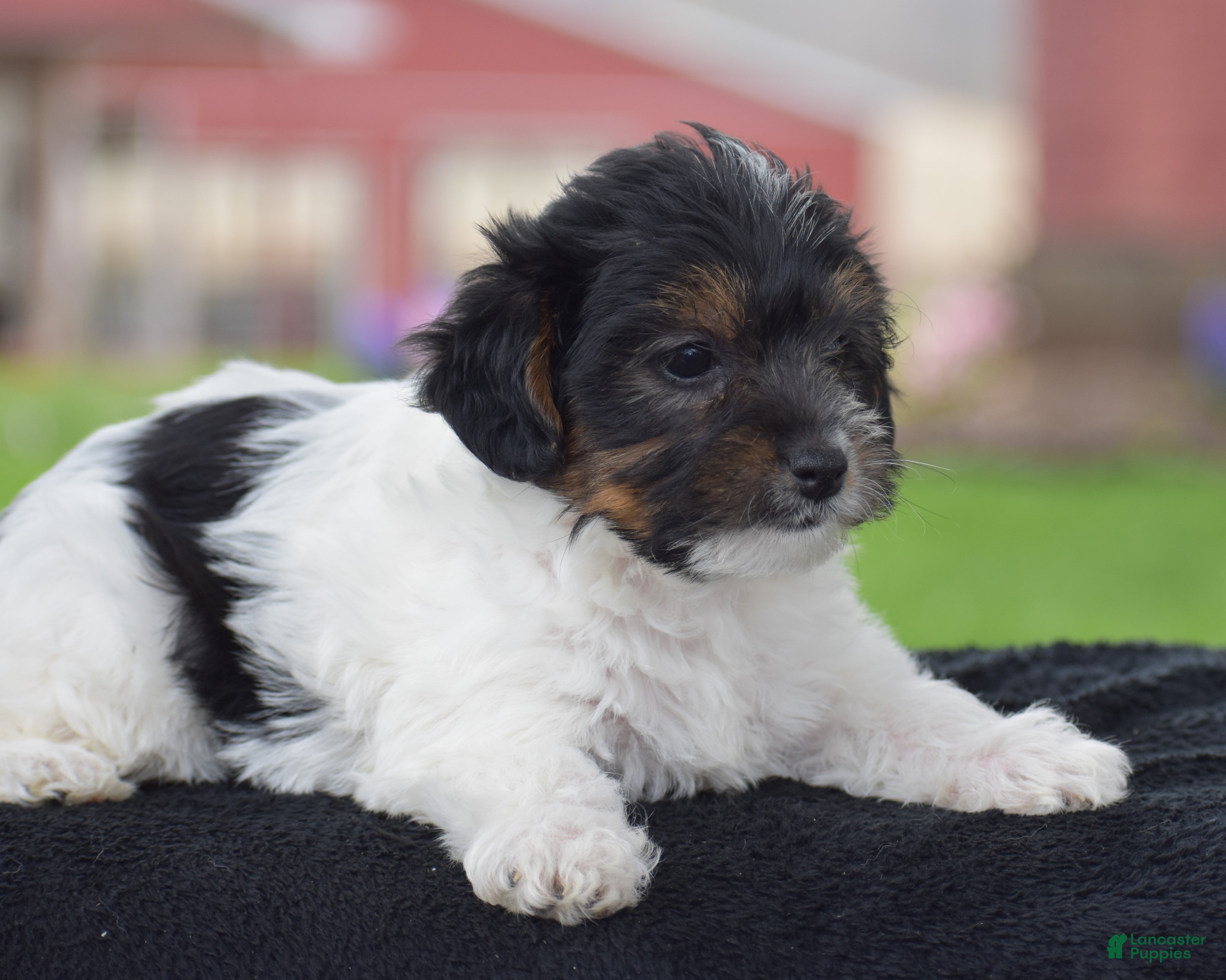 Yorkiepoo dogs Vicki - Ad 2