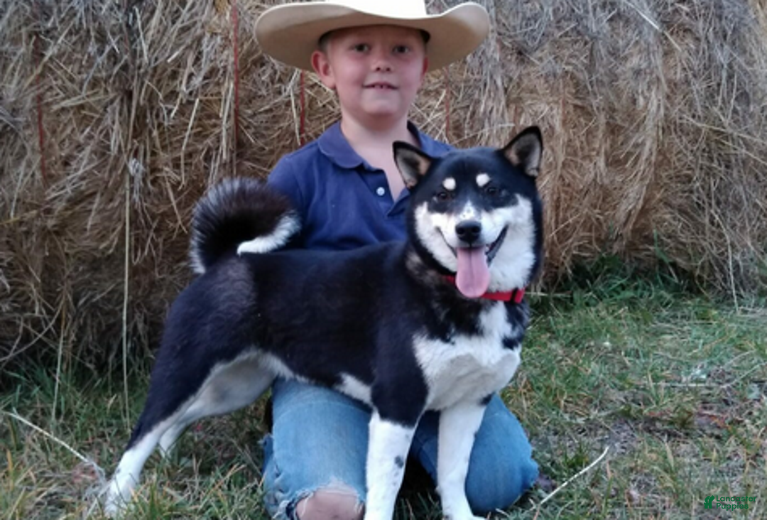 Shiba Inu dogs for sale: Bret - Ad 4