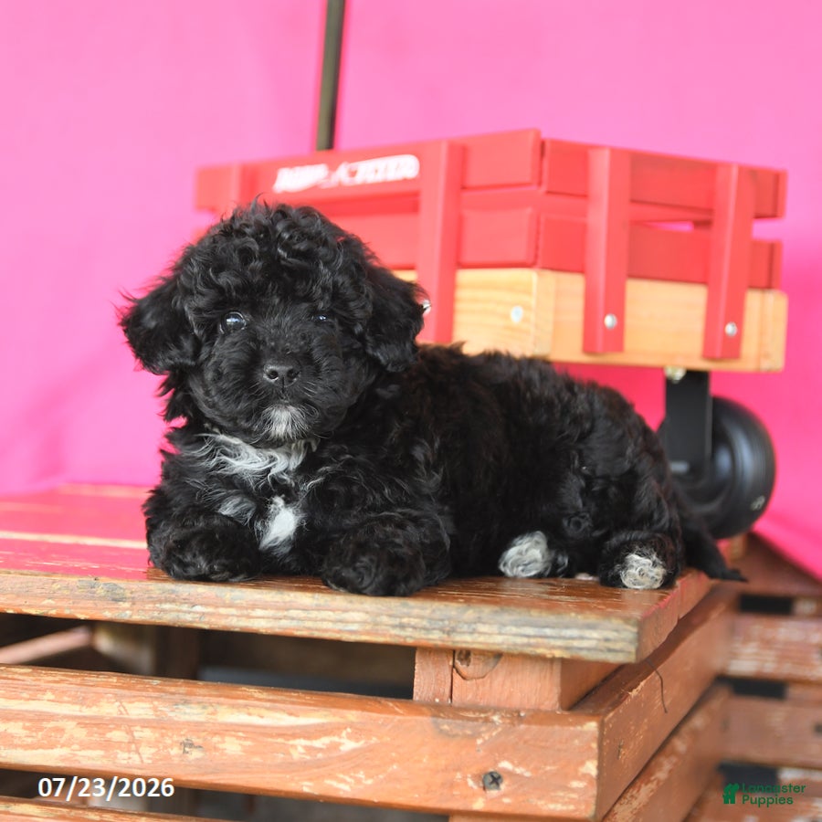Toy Poodle dogs Jasper - Ad 2