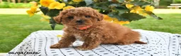Mini Goldendoodle dogs for sale: Skye - Ad 2