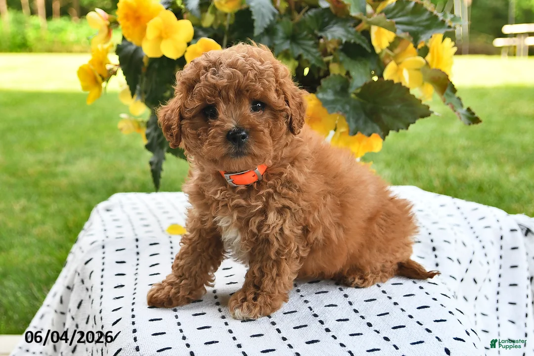 Mini Goldendoodle dogs for sale: Skye - Ad 2