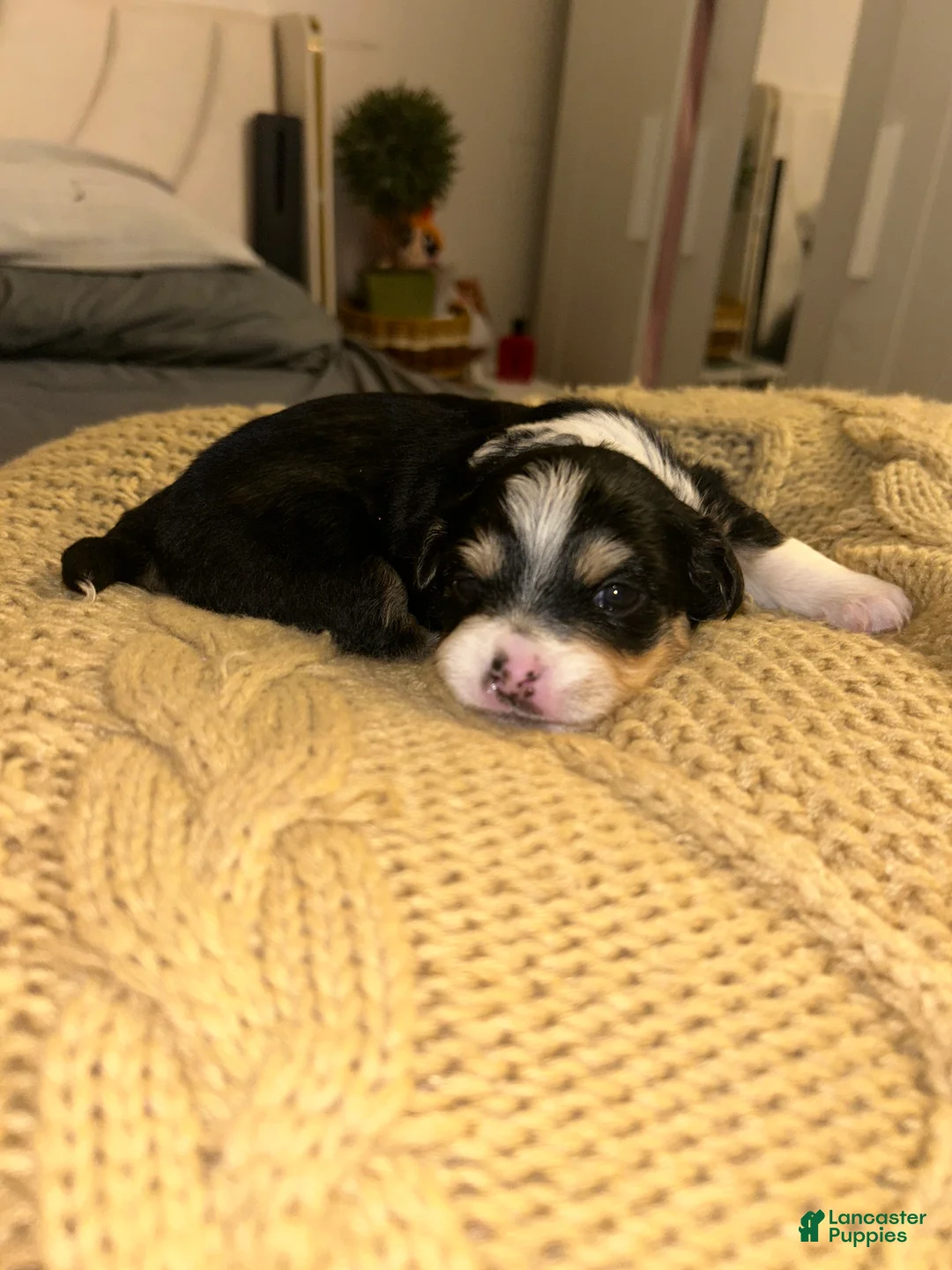 Chihuahua dogs for sale: Chihuahua Puppy 2 - Ad 1