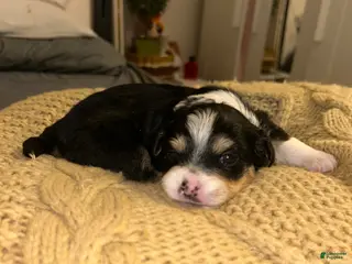 Chihuahua dogs Chihuahua Puppy 2 - Ad 25