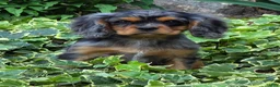 Cavalier King Charles Spaniel dogs for sale: Dazzler - Ad 5