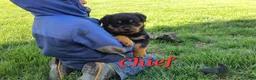 Rottweiler dogs for sale: AKC Chief  - Ad 1