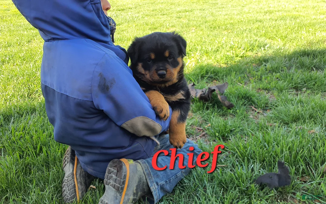 Rottweiler dogs for sale: AKC Chief  - Ad 1