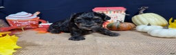 Yorkiepoo dogs for sale: Yorkiepoo Puppy 1 - Ad 2
