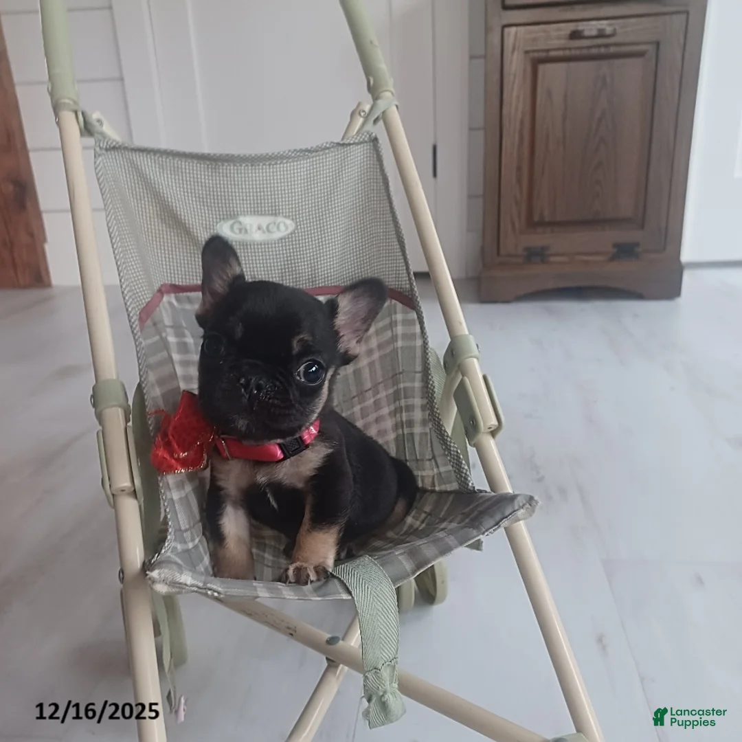 French Bulldog dogs for sale: Mrs Tiny - Ad 3