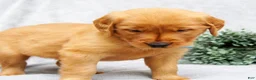 Golden Retriever dogs for sale: Princess - Ad 5