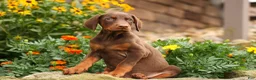 Doberman Pinscher dogs for sale: DUKE - Ad 7