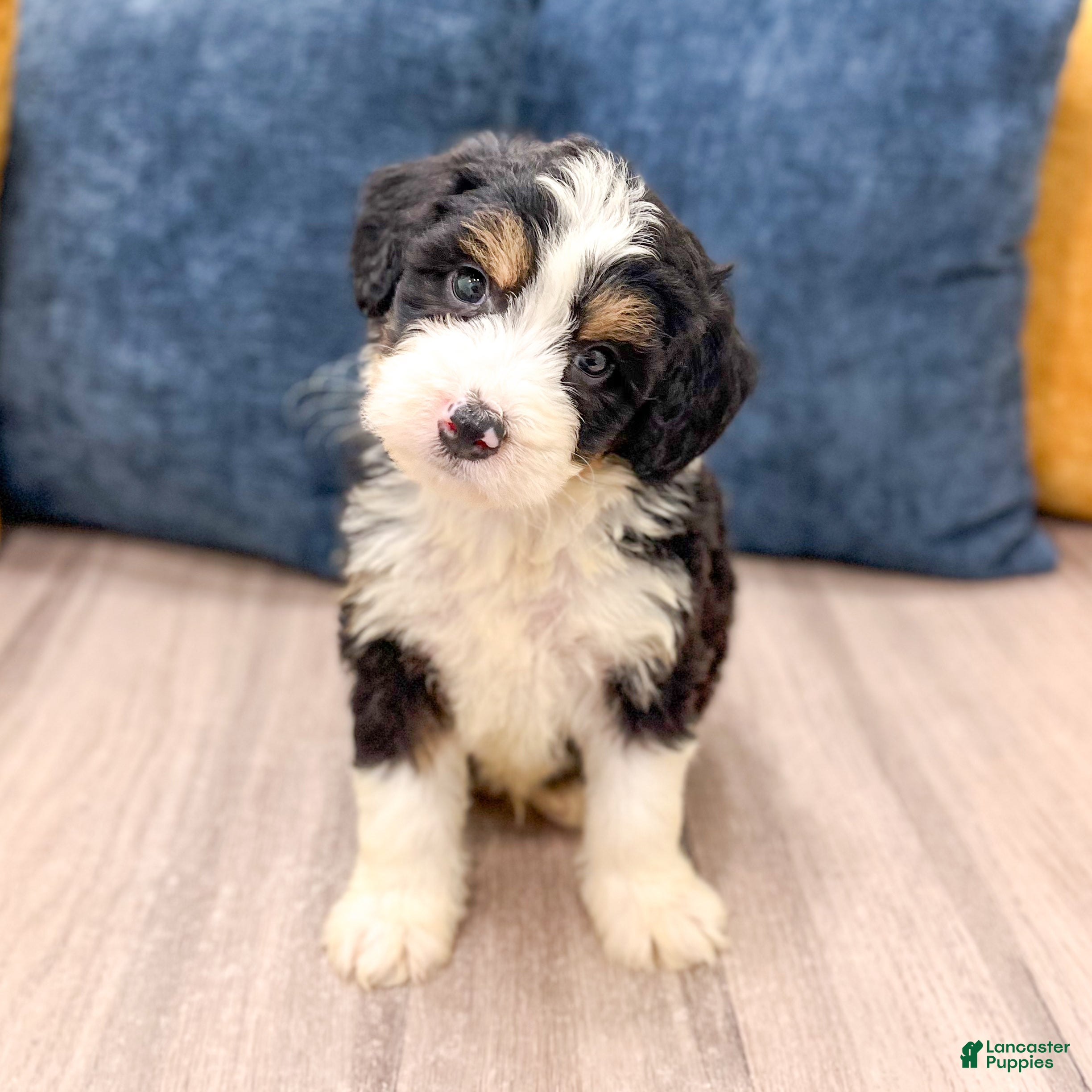 Mini Bernedoodle dogs for sale: Blaze - Ad 8