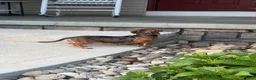 Miniature Dachshund dogs for sale: Henry - Ad 4