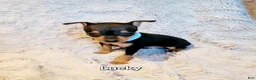 Miniature Pinscher dogs for sale: Lucky  - Ad 1