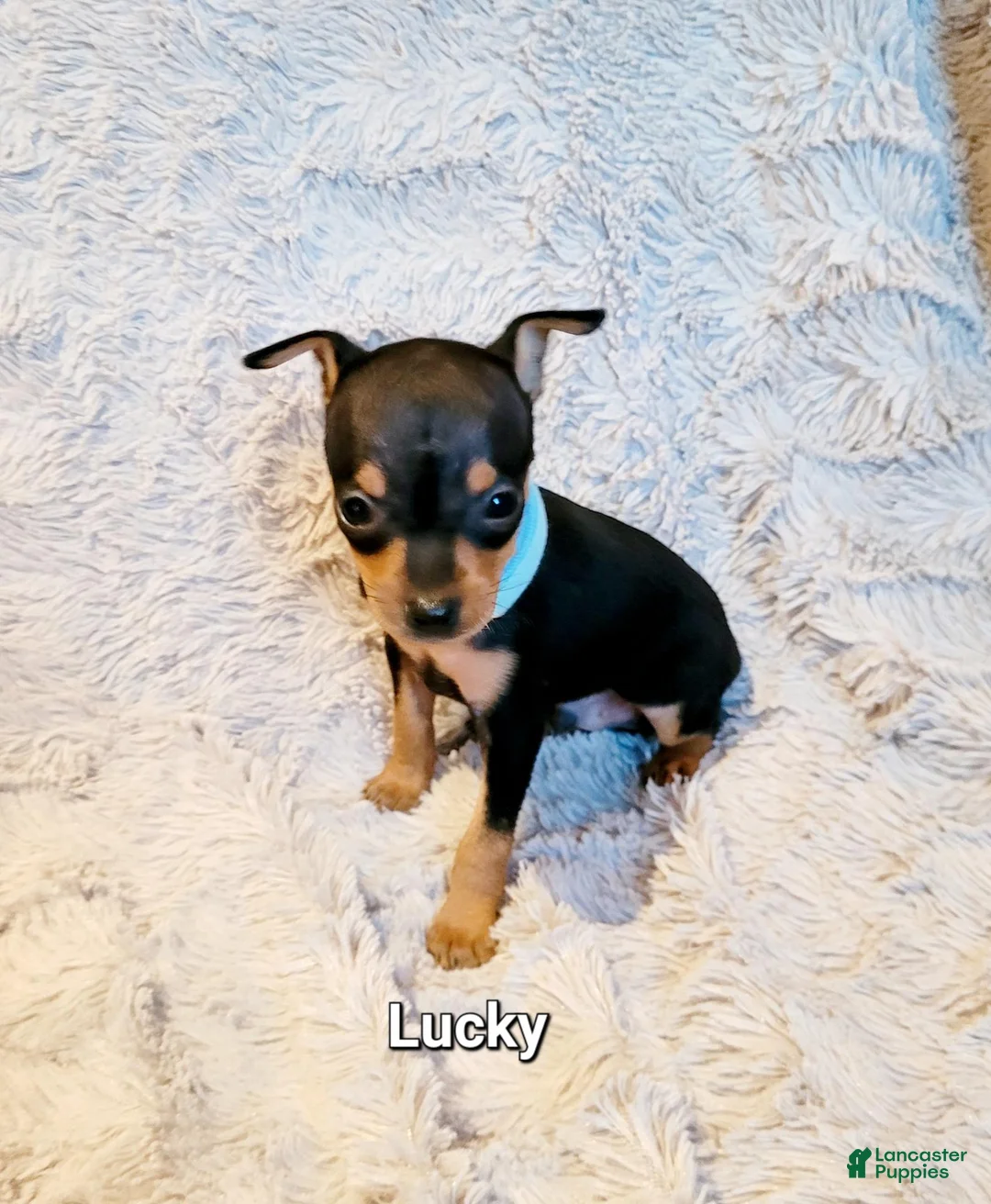 Miniature Pinscher dogs for sale: Lucky  - Ad 1