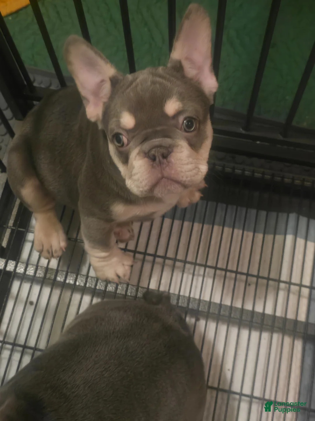 French Bulldog dogs for sale: French Bulldog Puppy 2 - Ad 1