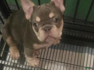 French Bulldog dogs French Bulldog Puppy 2 - Ad 15