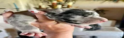 Great Dane dogs for sale: Phantom's Energy Shifter "Jaylen Brown" - Ad 4
